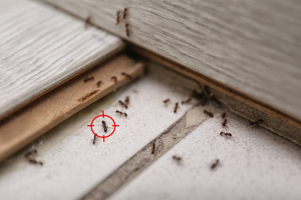 Professional Pest Control in Buckhead, GA