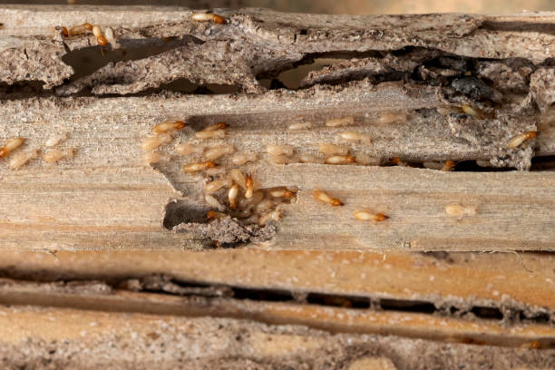 Best Residential Pest Control  in Buckhead, GA